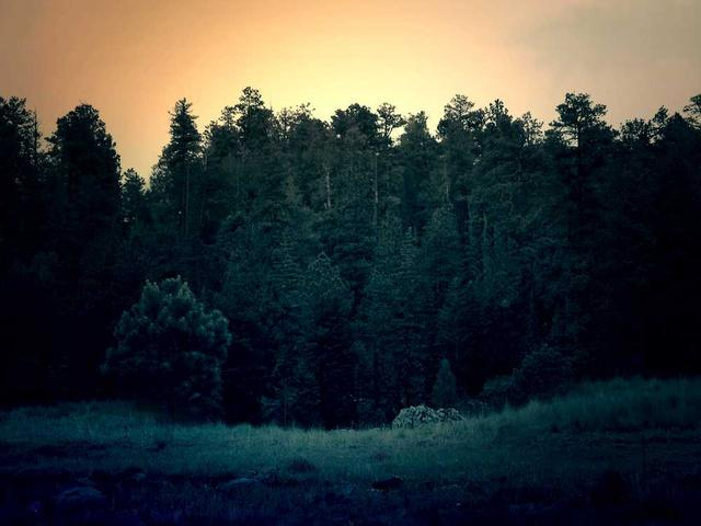 Montana Tremblay