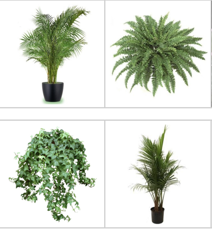 Sopyl Deni