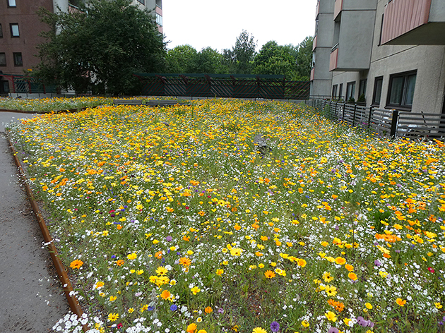 När asfalt brister och blommar, Landskapslaget. Foto: Bengt Persson.