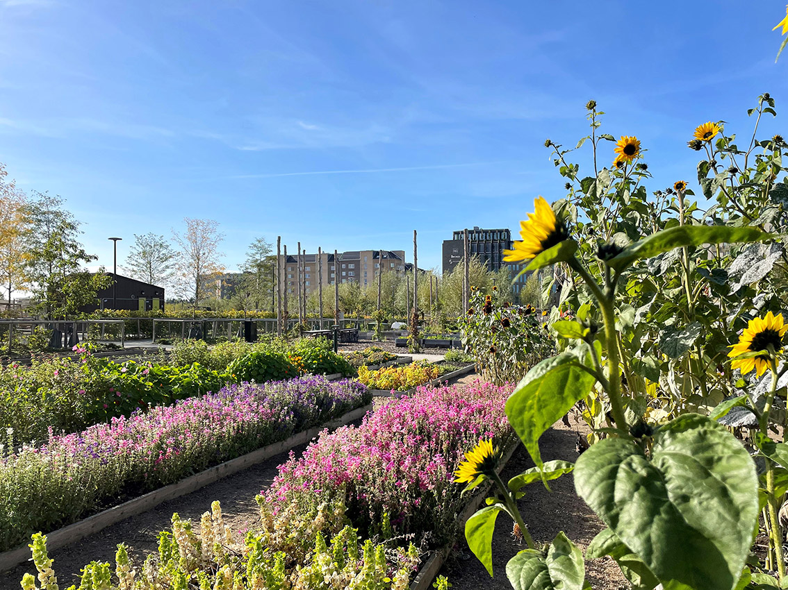 Hyllievångsparken, Plot Studio. Foto: Emma B Jones.