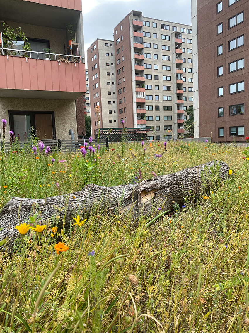 När asfalt brister och blommar, Landskapslaget. Foto: Ellen Sundin.