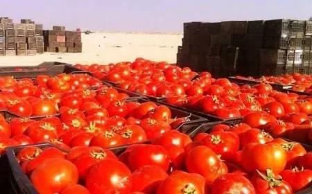تسويق أكثر من 18 ألف طن من محصول الطماطم في علوة الزبير وسفوان