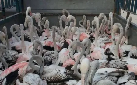 ألف طير ضحية الصيد الجائر في الأهوار خلال شهر واحد