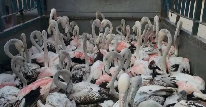 ألف طير ضحية الصيد الجائر في الأهوار خلال شهر واحد