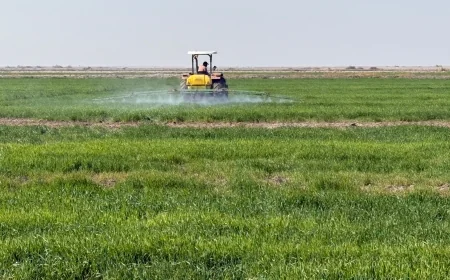 فلاحو شمال البصرة يتحدّون تأخر الخطة الزراعية ويباشرون بزراعة الحنطة