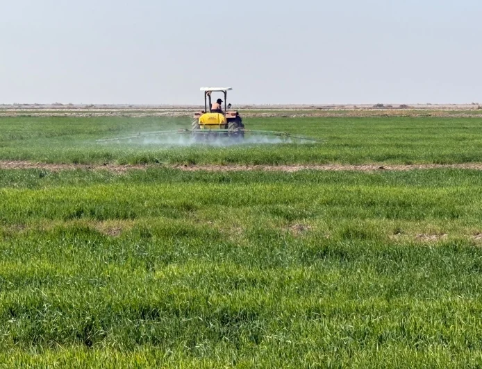 فلاحو شمال البصرة يتحدّون تأخر الخطة الزراعية ويباشرون بزراعة الحنطة