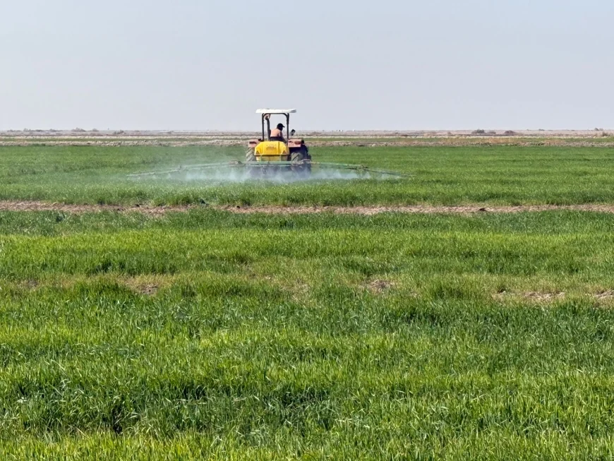 فلاحو شمال البصرة يتحدّون تأخر الخطة الزراعية ويباشرون بزراعة الحنطة