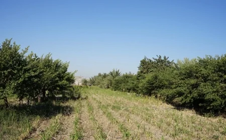 “نبق البصرة”.. فاكهة الشتاء الذهبية التي يعشقها العراقيون والكويتيون