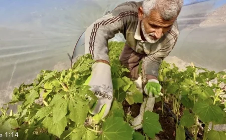 محصول يتجاوز الحدود.. بامية الهوير تغزو أسواق البصرة وبغداد والكويت