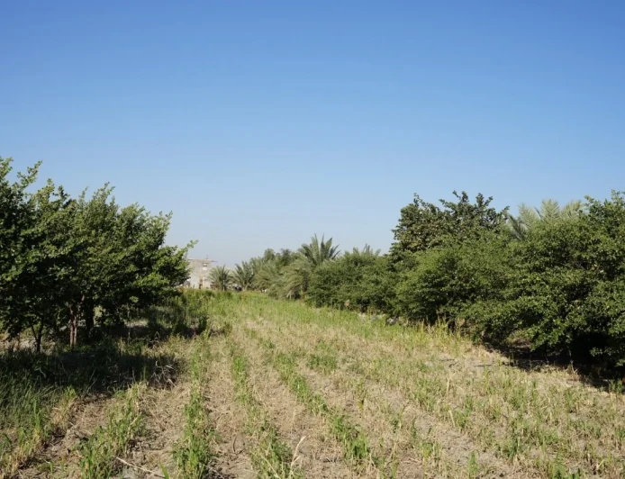 “نبق البصرة”.. فاكهة الشتاء الذهبية التي يعشقها العراقيون والكويتيون