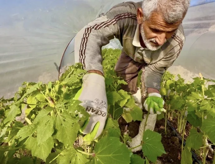 محصول يتجاوز الحدود.. بامية الهوير تغزو أسواق البصرة وبغداد والكويت