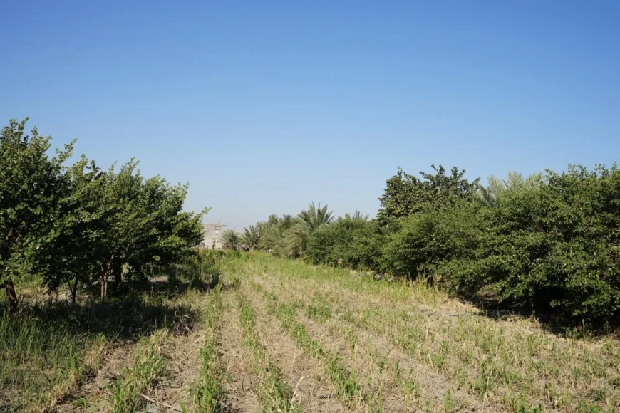 “نبق البصرة”.. فاكهة الشتاء الذهبية التي يعشقها العراقيون والكويتيون