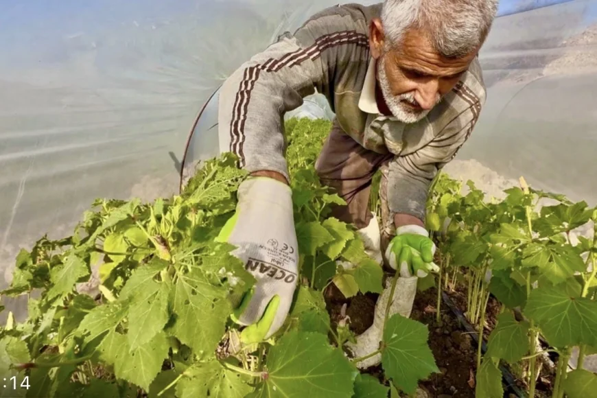 محصول يتجاوز الحدود.. بامية الهوير تغزو أسواق البصرة وبغداد والكويت