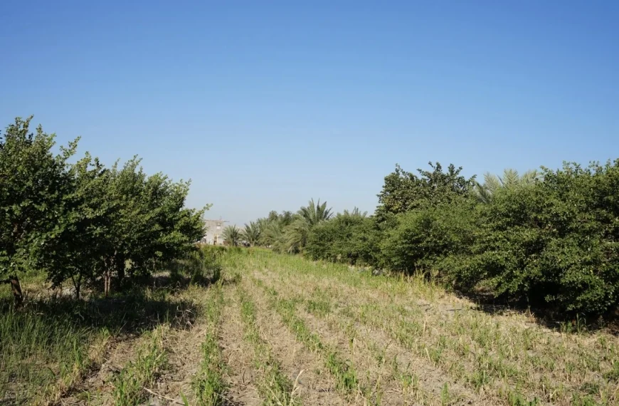 “نبق البصرة”.. فاكهة الشتاء الذهبية التي يعشقها العراقيون والكويتيون