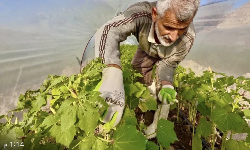 محصول يتجاوز الحدود.. بامية الهوير تغزو أسواق البصرة وبغداد والكويت