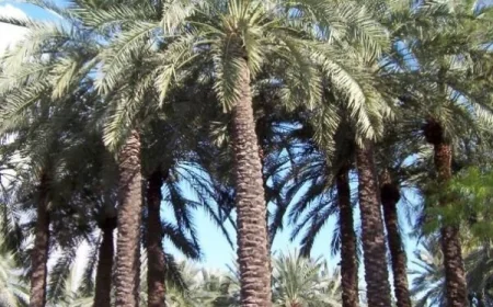 الزراعة خطة لإعادة نخيل العراق إلى سابق عهده وتحقيق الاكتفاء الذاتي من التمور
