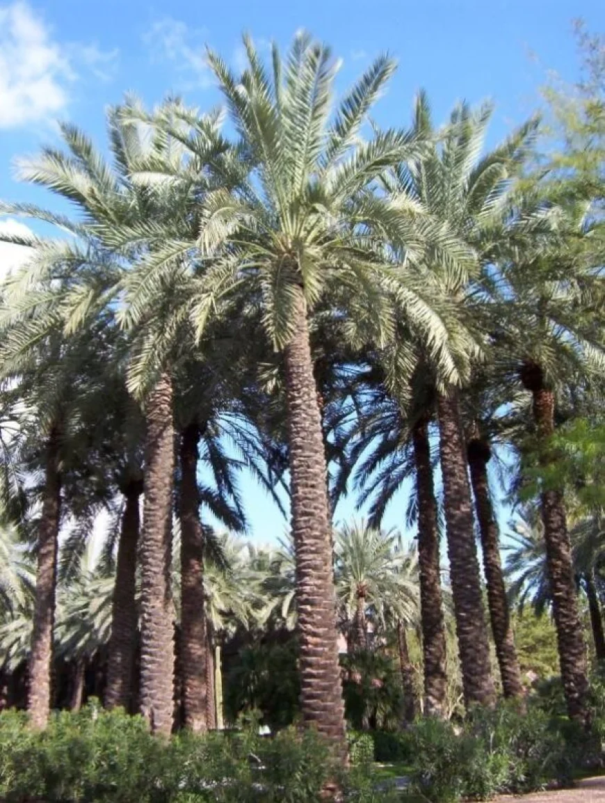 الزراعة خطة لإعادة نخيل العراق إلى سابق عهده وتحقيق الاكتفاء الذاتي من التمور