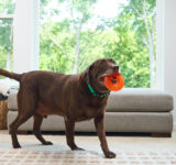 nutrition-dog-food-iams