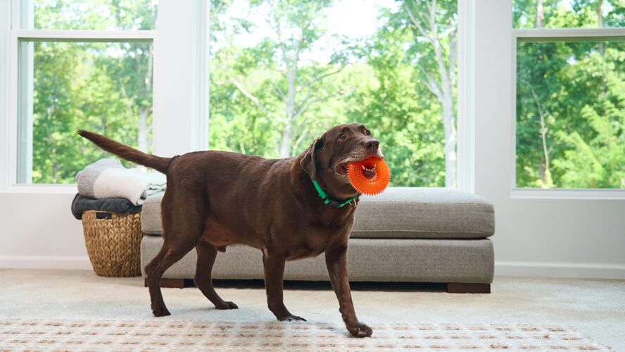 nutrition-dog-food-iams