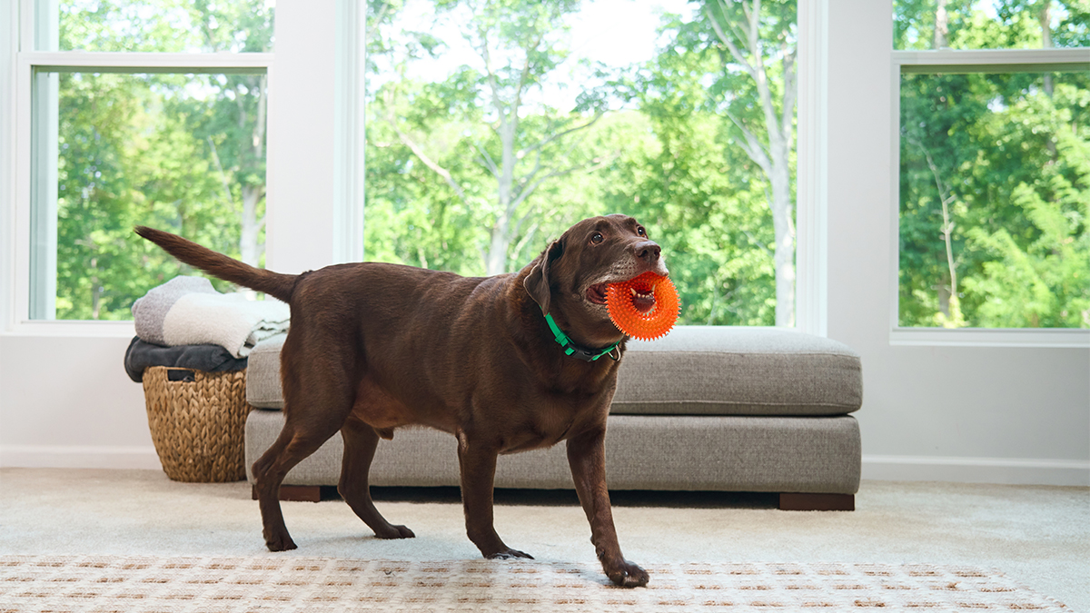 nutrition-dog-food-iams
