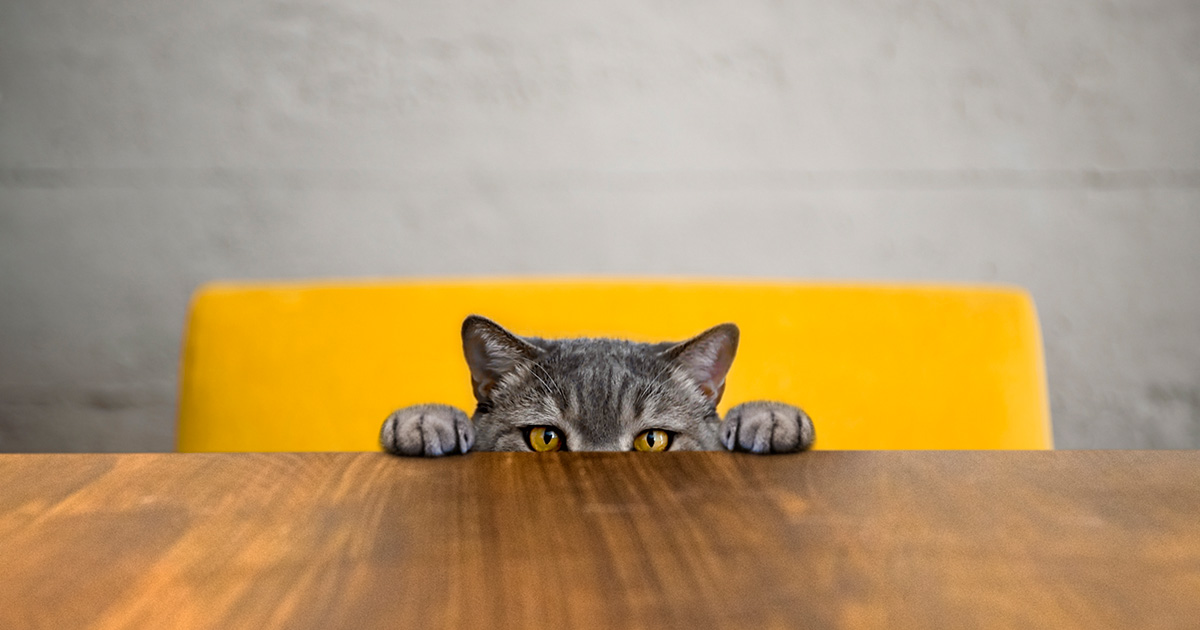 Cat peeking behind a table