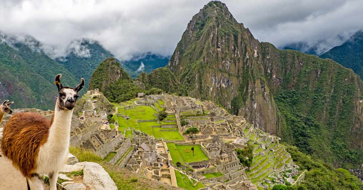 Llamas at Machu Piccu in Peru
