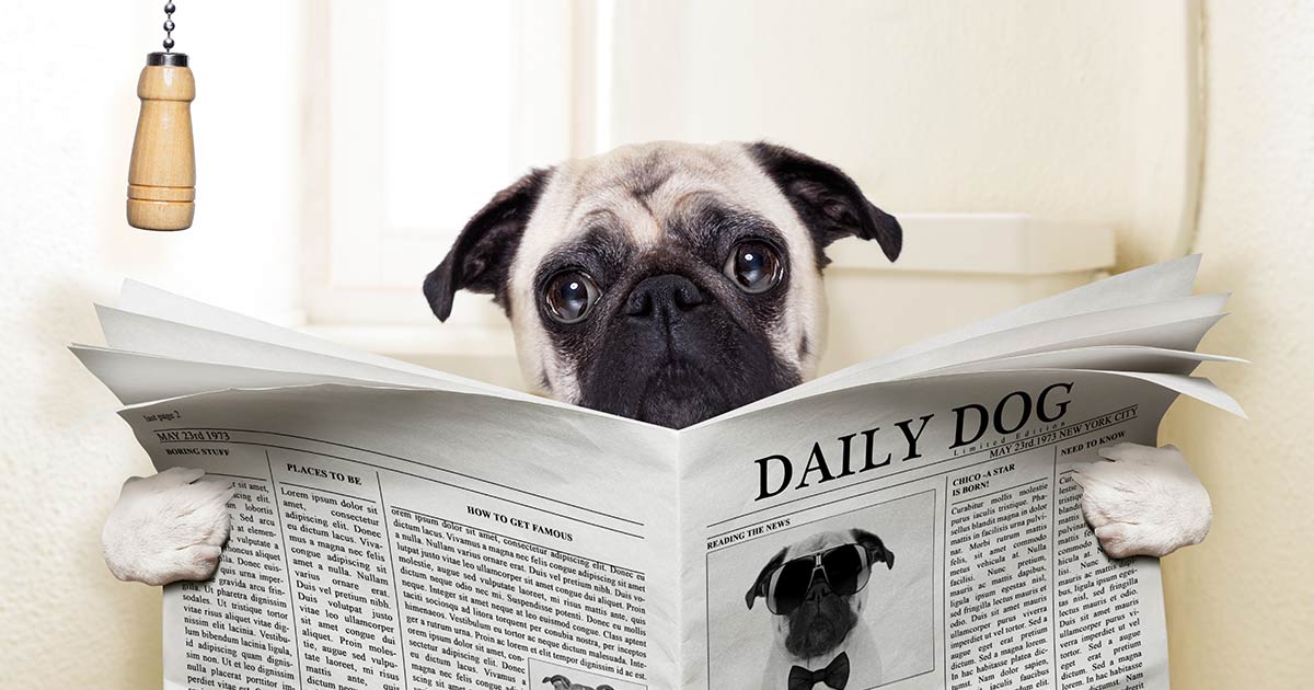 Pug sitting on the toilet and reading a newspaper