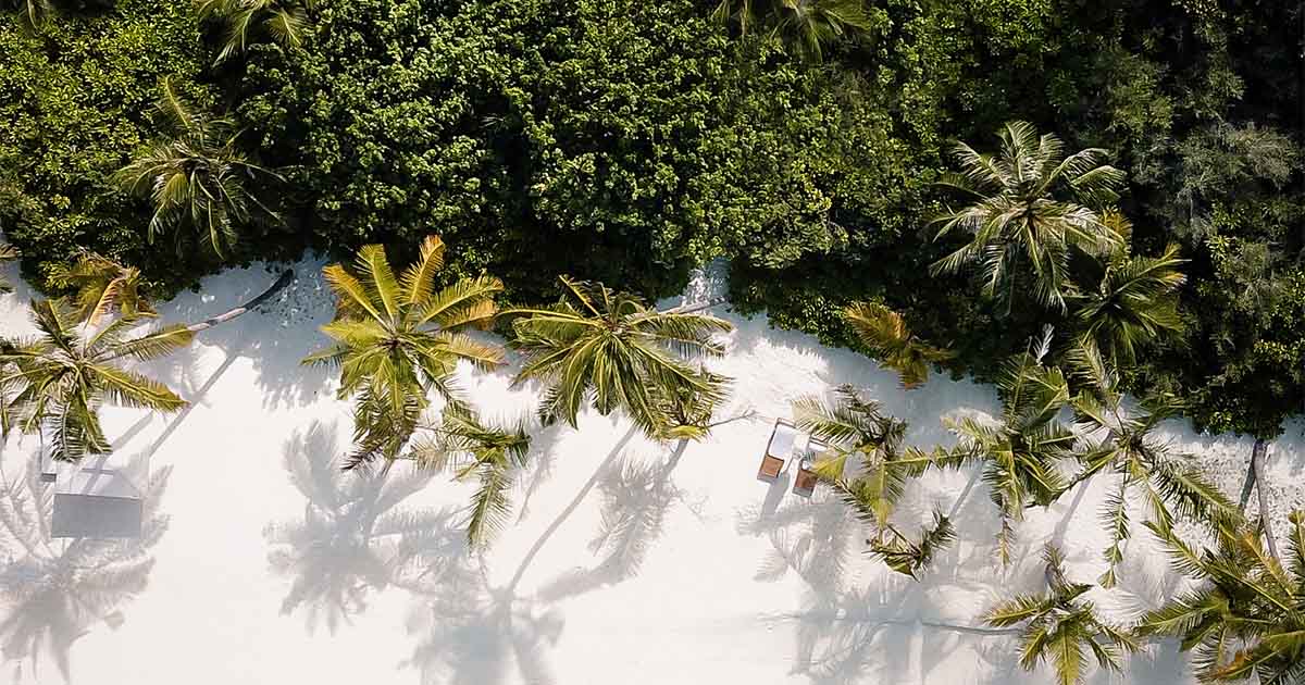 tropical island forest