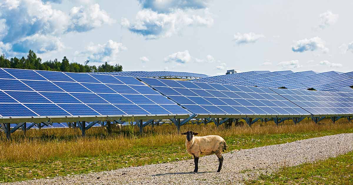 Sheep in front of Southgate Solar Energy Project