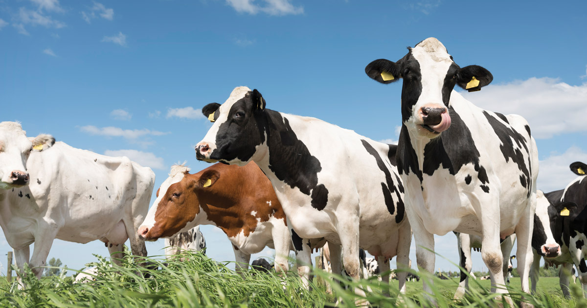 Supporting Canadian Dairy