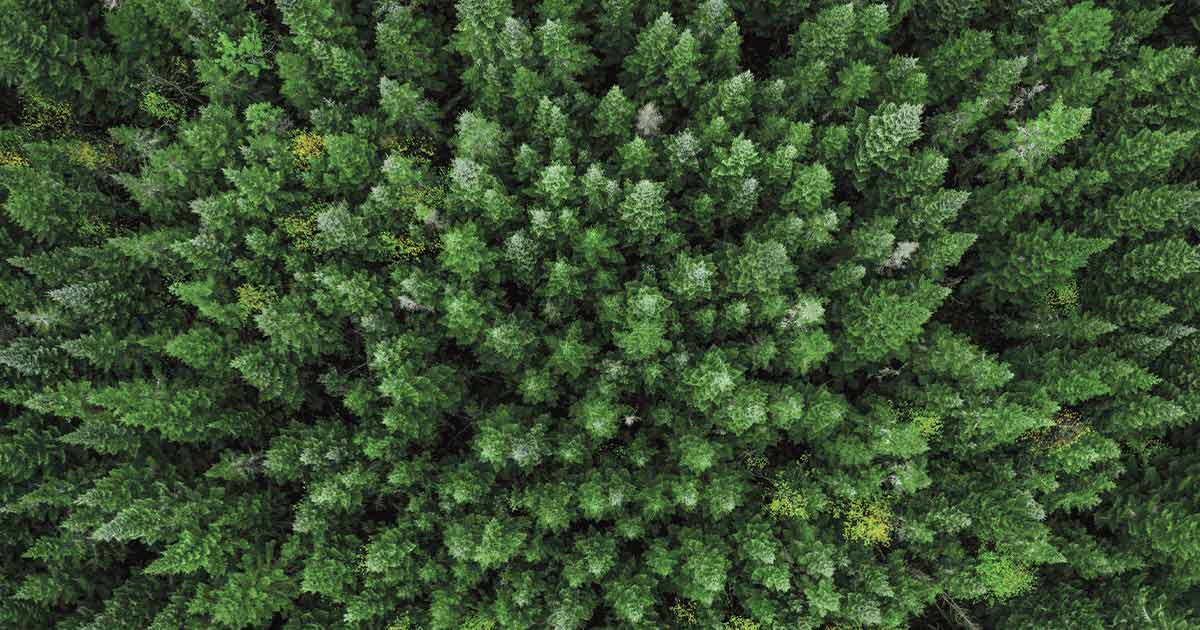 Aerial view of a dense pine forest