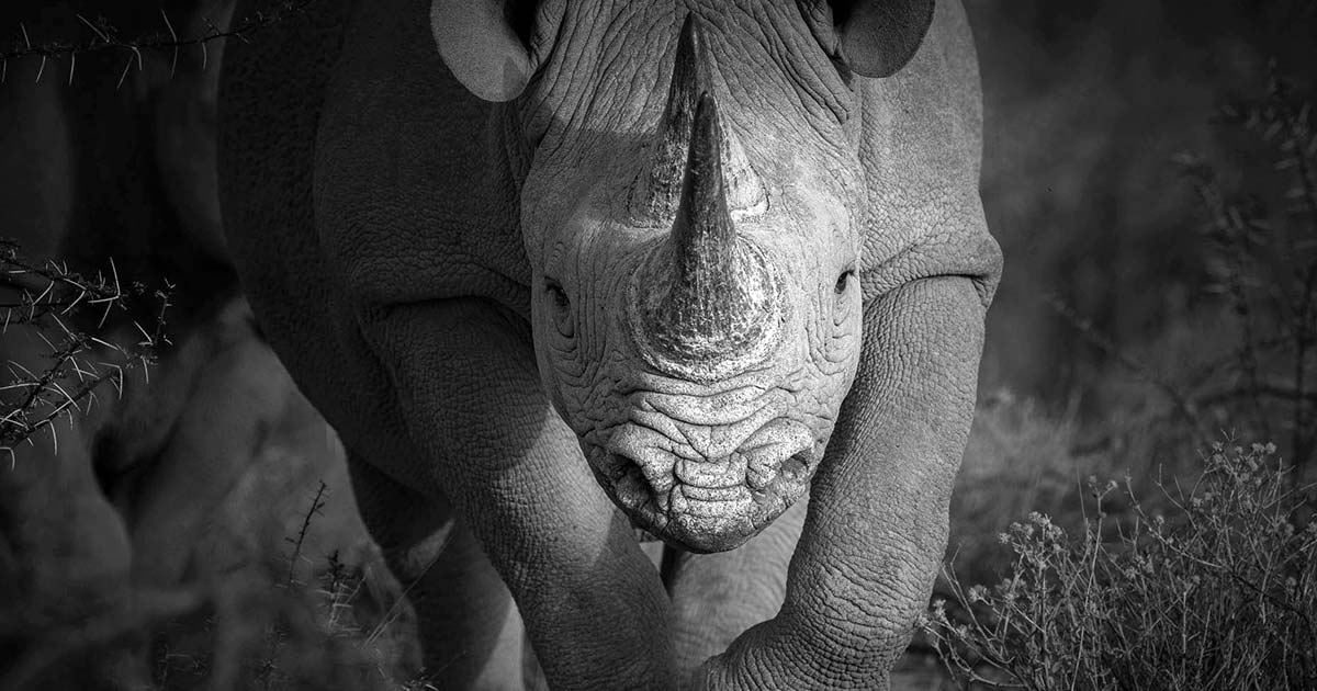 Black rhino in Namibia
