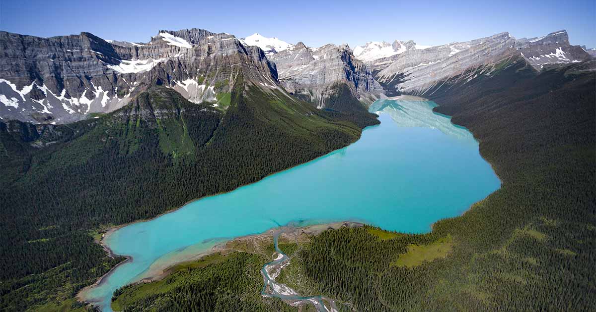 canada future forests