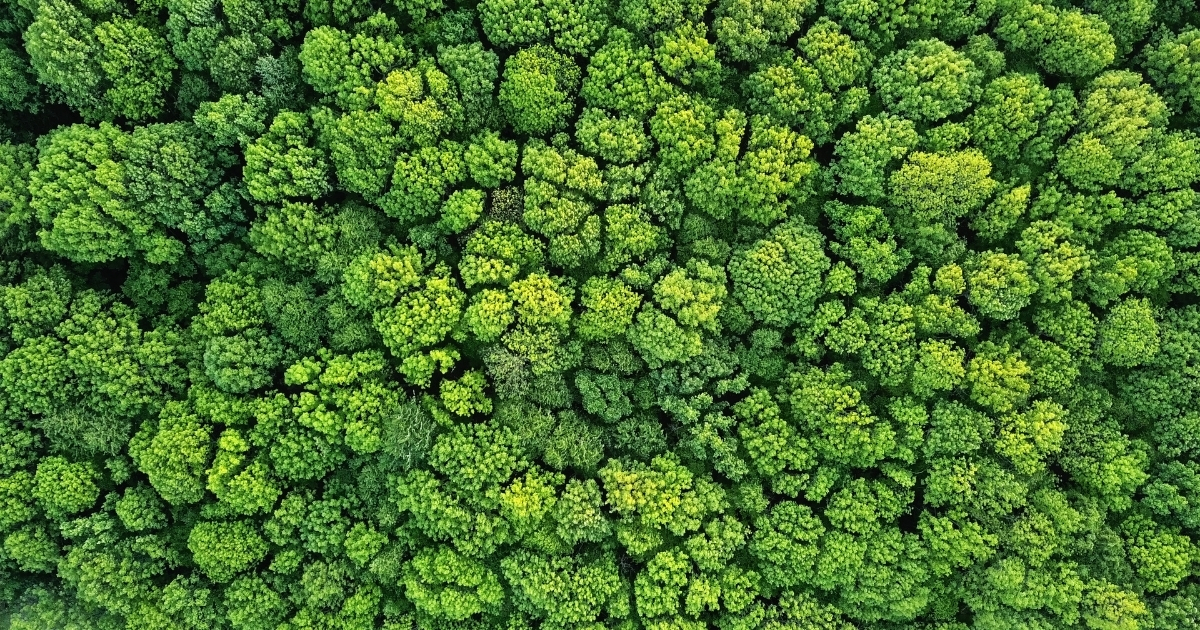 Trees
