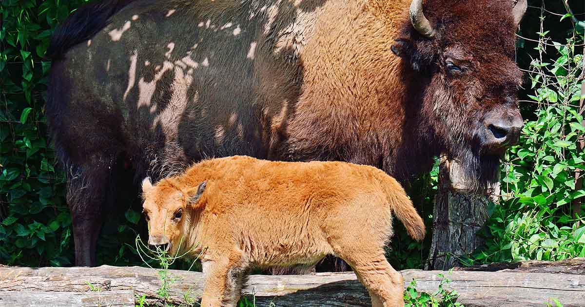 baby bison toronto zoo