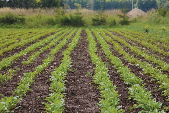 soil health agriculture