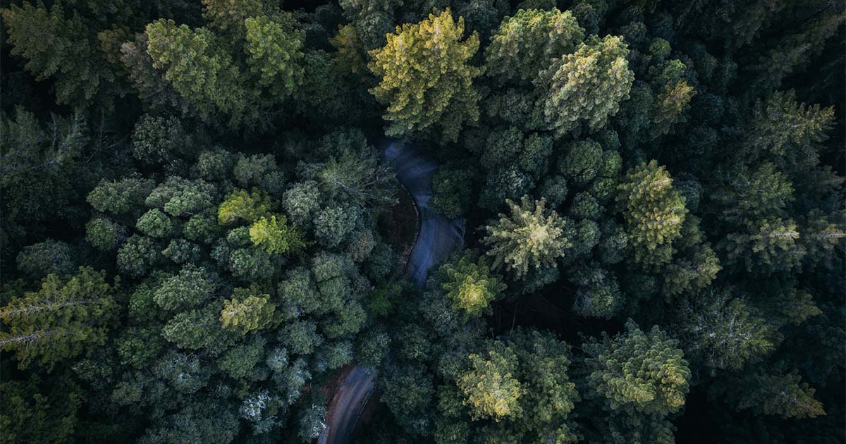 green forests aerial shot