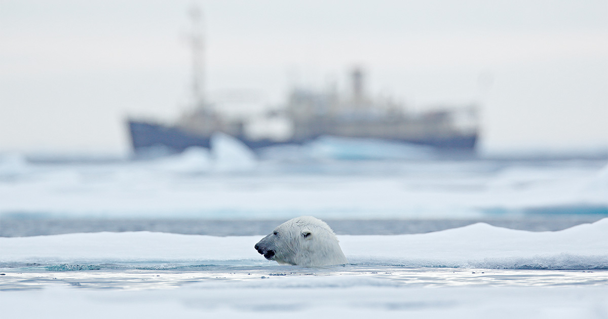 polar bear blue economy