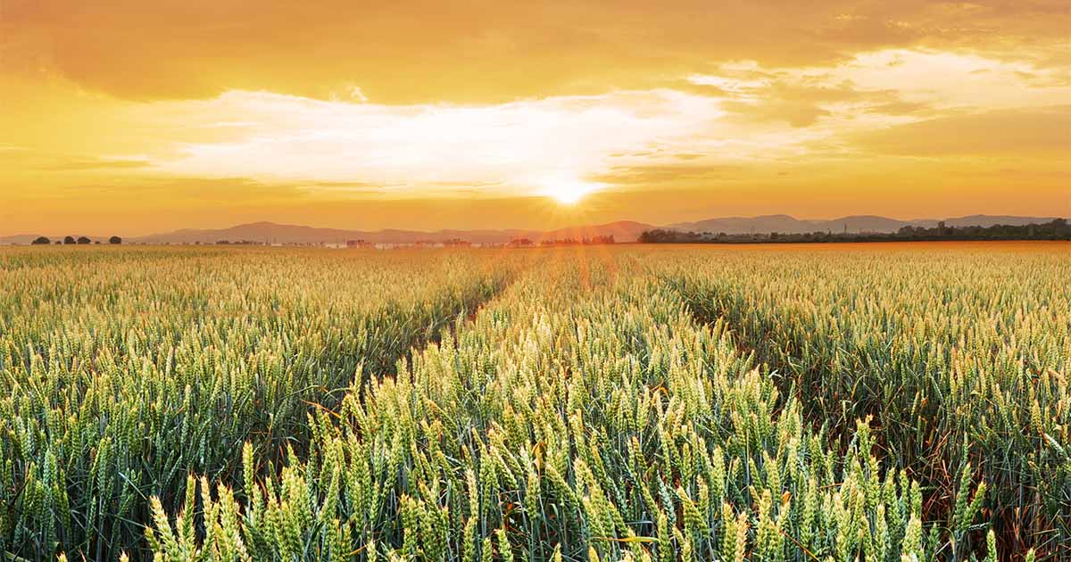 agri field sun set