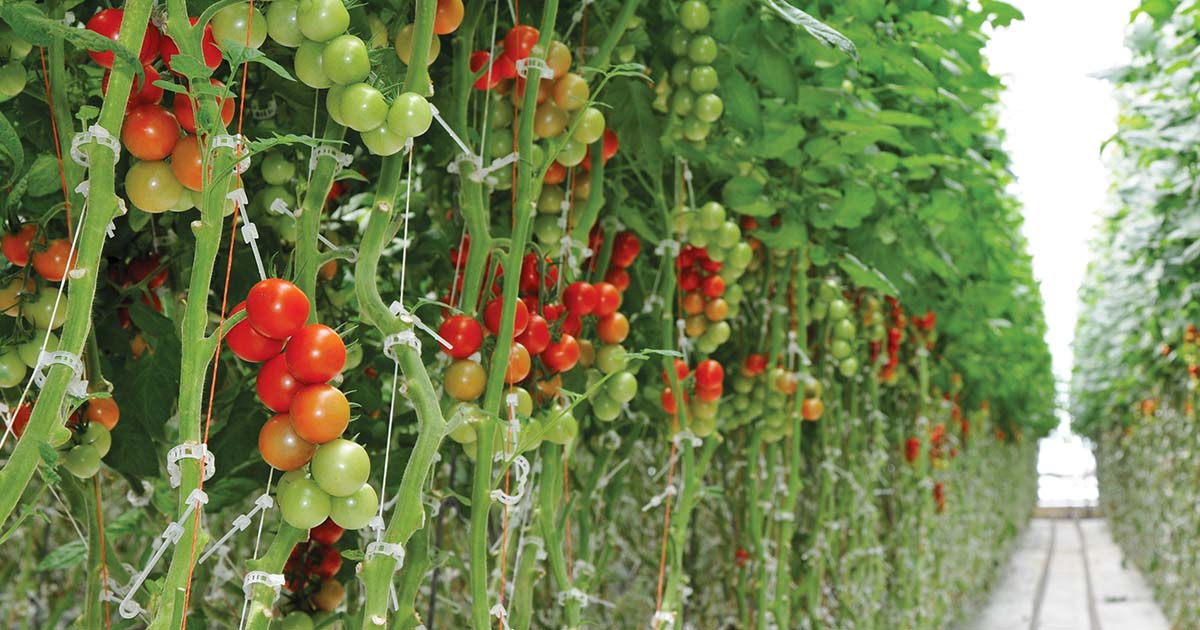 tomato greenhouse