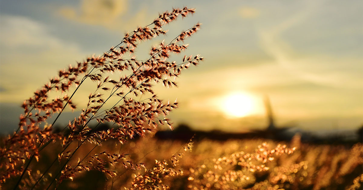 flowers sunset indigenous