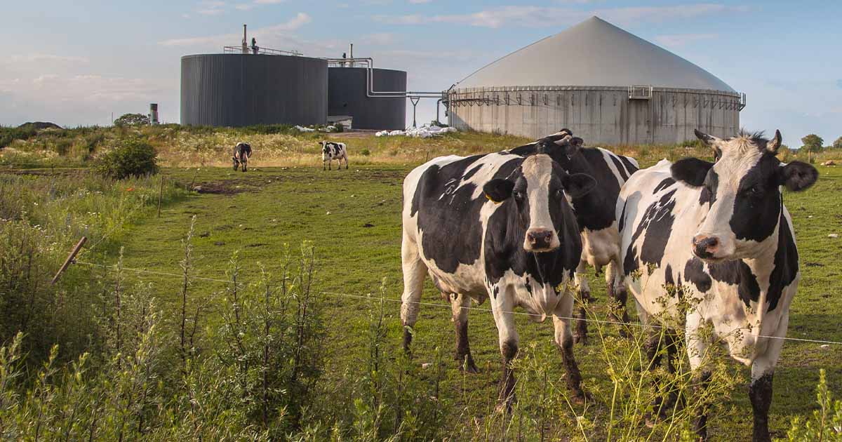 Cows at a farm-Canadian Biogas Association