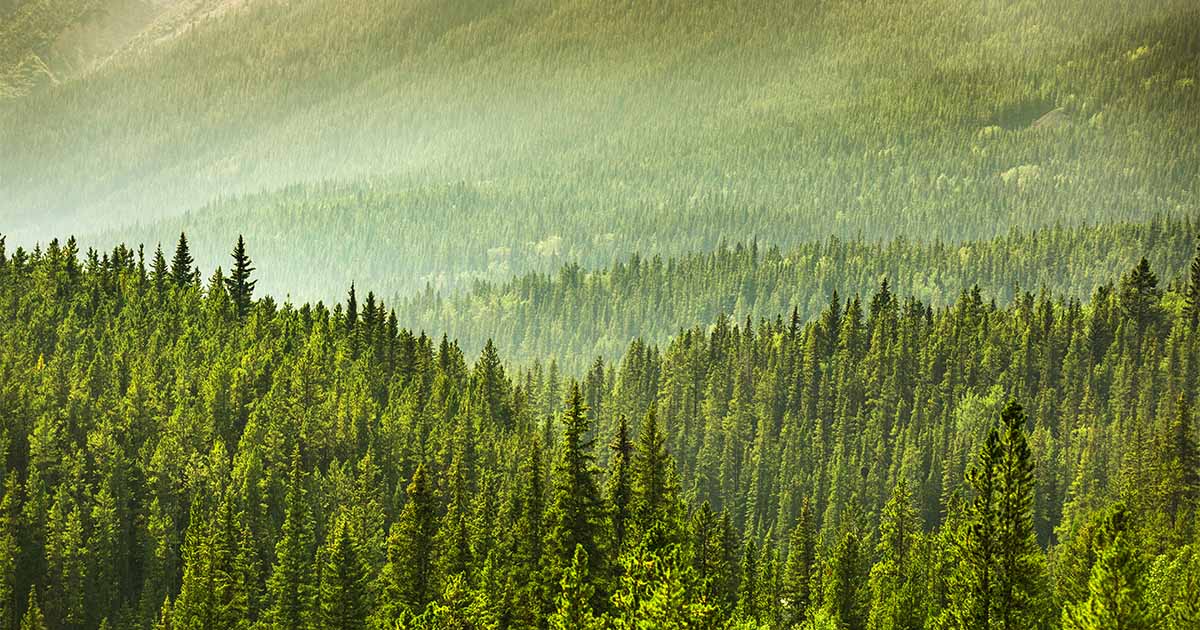 Alberta Forest-Outdoor Council of Canada