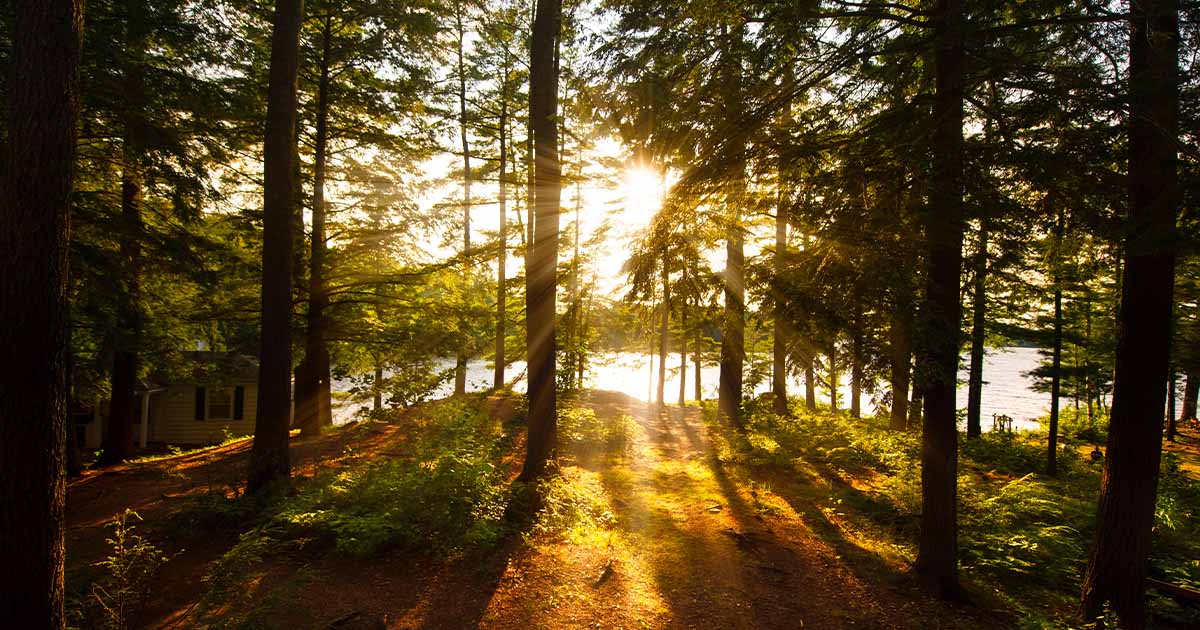 Sunset in the forest-Canadian Institute of Forestry