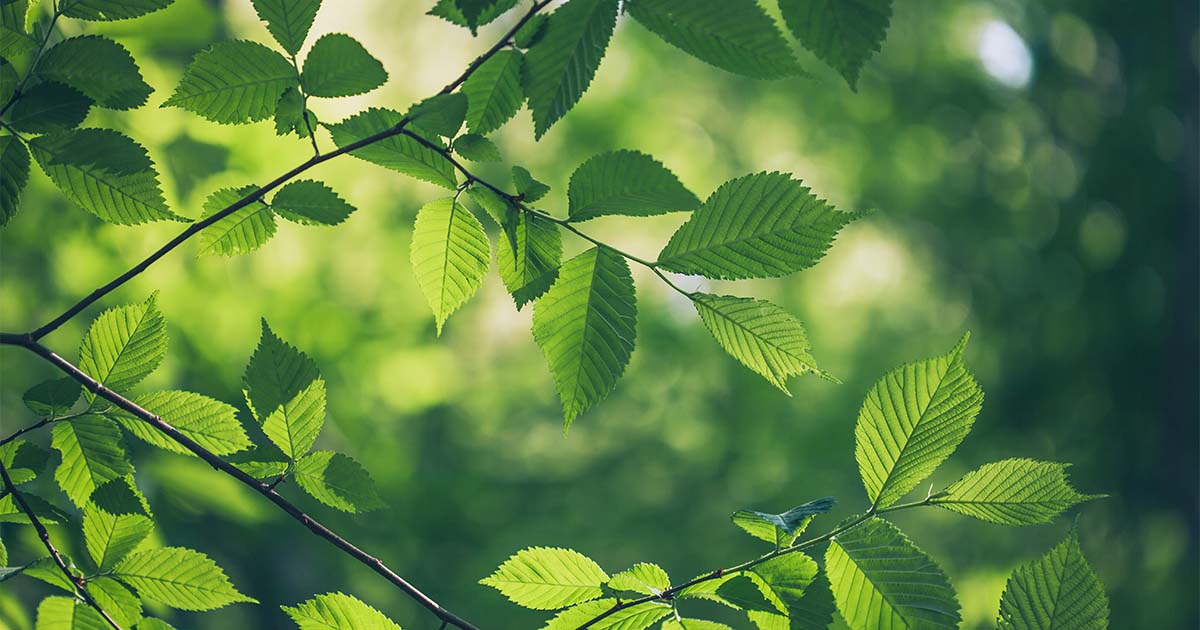 Tree Canada-Header