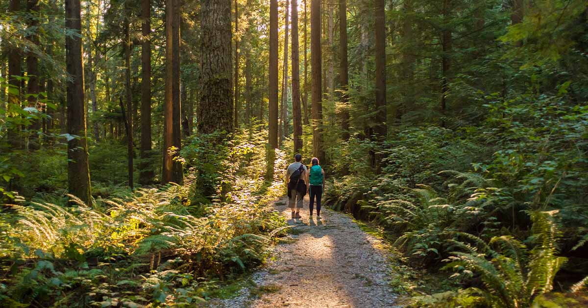 Two people walking in a forest