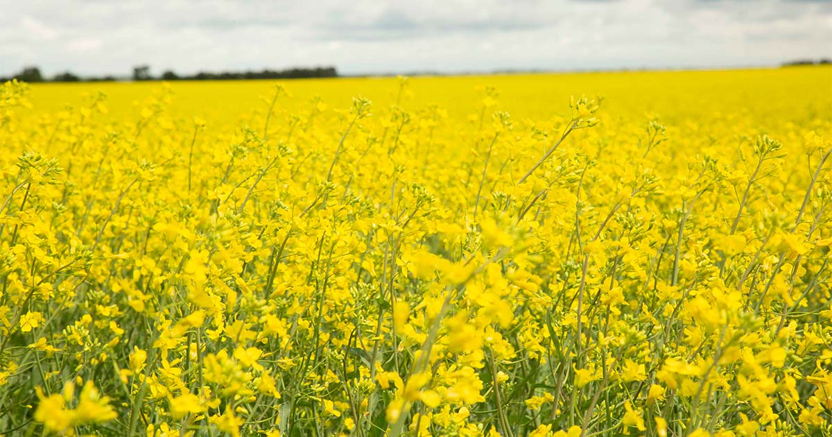 Flower field