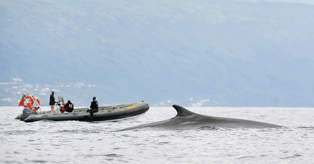 fin peaking through ocean waters