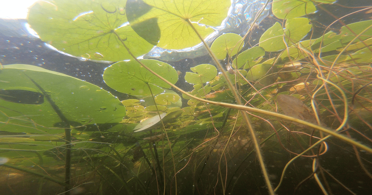 Underwater view of aquatic vegetation photo by Watersheds Canada