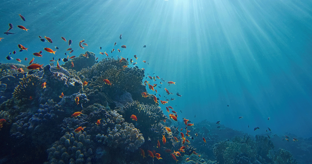school of fish swimming near ocean coral